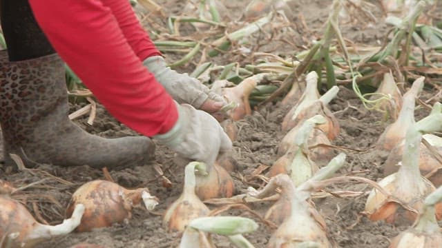 Harvesting Onion in a Rural Field