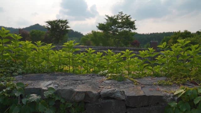 Green Foliage with Stone Wall in Park