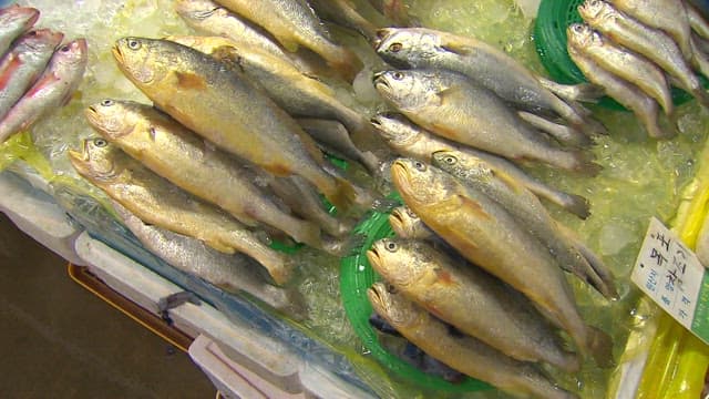 Variety of Fresh Seafood on Ice at Market