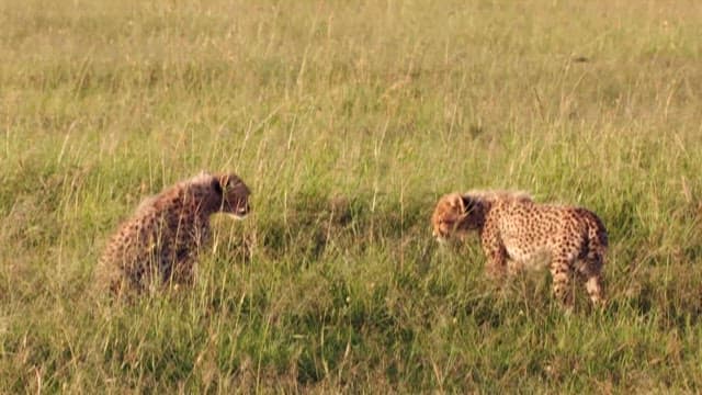 Cheetah cubs playing in the grassland