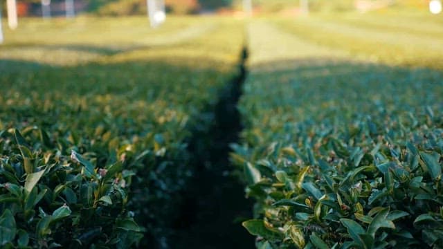 Green Tea Field Scenery with Sunlight