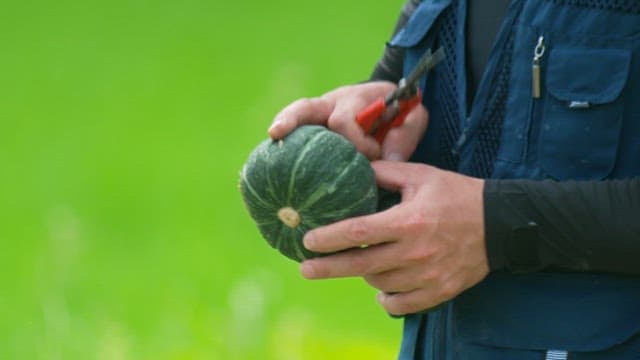 Farmer Holding Scissors and Pumpkin