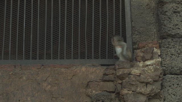 Curious Monkey Exploring a Barred Window