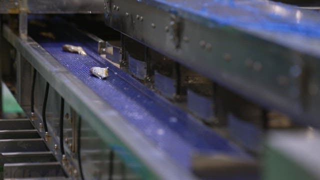 Fish sorted on a conveyor belt in a food processing factory