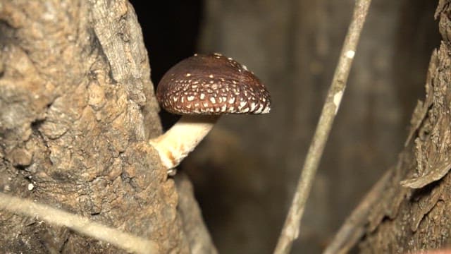 Hand picking a mushroom from a tree