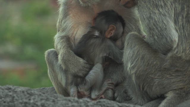Baby Monkey Being Held by its Mother