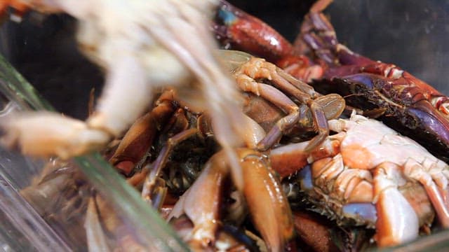 Fresh crabs in a glass container