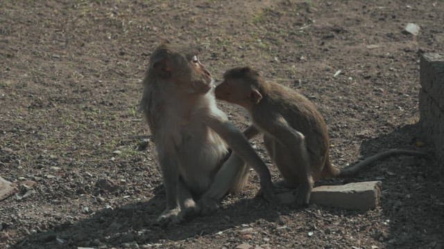 Monkeys grooming together in a sunny outdoor setting
