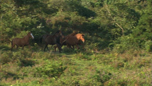 Herd of Horses Grazing and Galloping in a Meadow