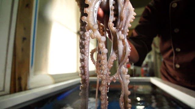 Fresh octopus being handled in a kitchen