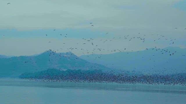 Flock of Birds Flying Over Serene Lake