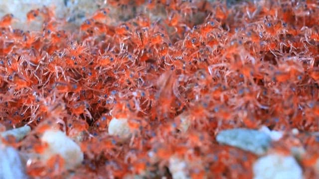 Small red crabs covering the shoreline