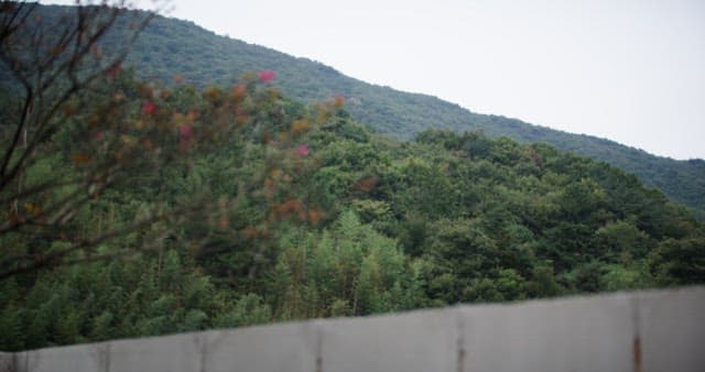 Blossoms on a Backdrop of Lush Green Hills