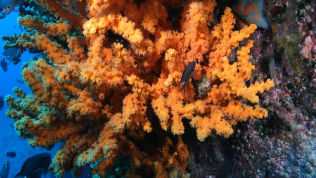 Colorful Coral Reef with Tropical Fish