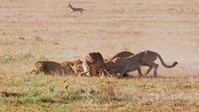 Cheetahs Hunting in the Grasslands