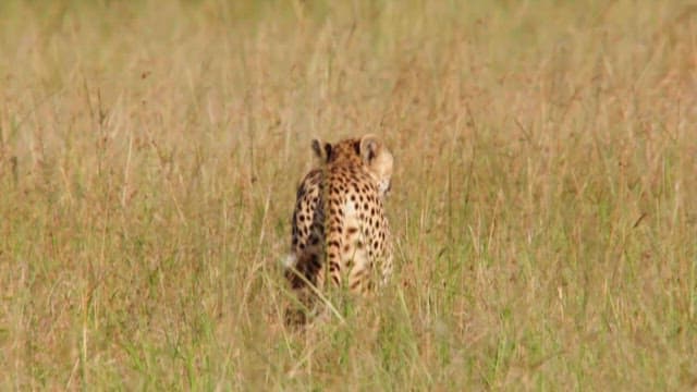 Cheetah Alert in the Savanna Grassland