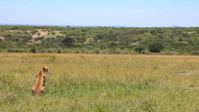 Cheetahs Observing the Savanna