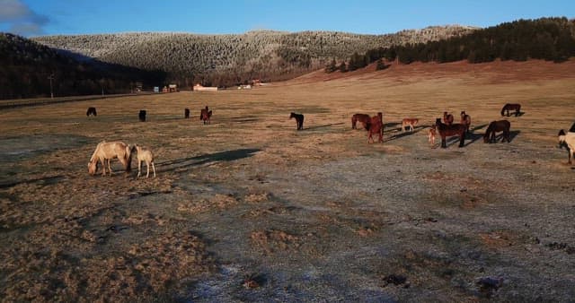 Horses grazing in a vast open field