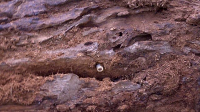 Cicada larva emerging from a tree trunk