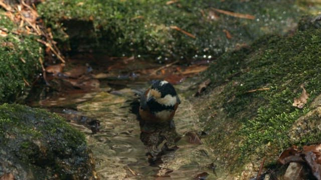 Colorful Bird Bathing in a Forest Stream