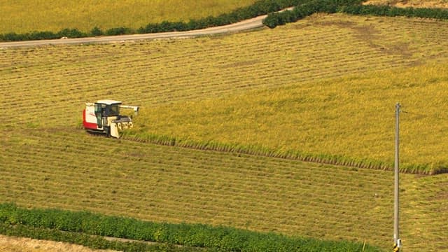 Harvesting Machine at Work in Golden Fields