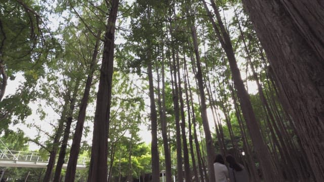People walking in a serene forest