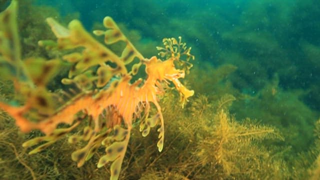 Leafy Seadragon Swimming Through Seaweed