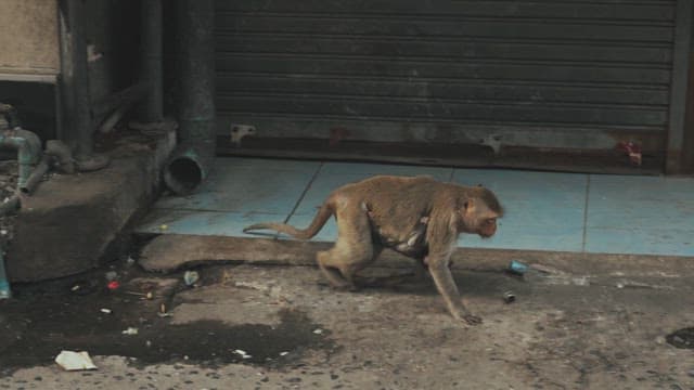 Monkey Foraging for Something to Eat on a Dirty Street