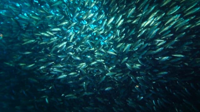 Shoal of Fish Swimming Underwater