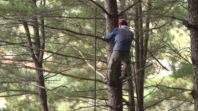 Person climbing a nut pine tree trunk to gather nuts