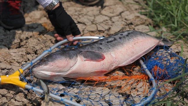 Large fish caught in a net on dry land