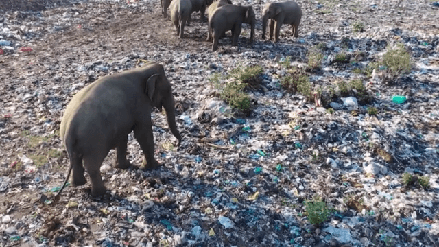 Elephants scavenging through piles of waste