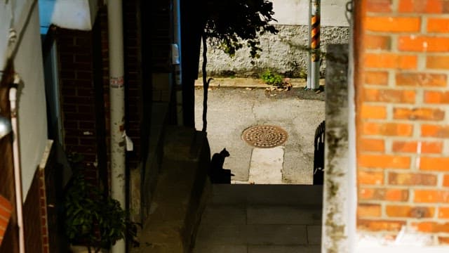 Quiet alley in a residential area with a silhouette of a small stray cat