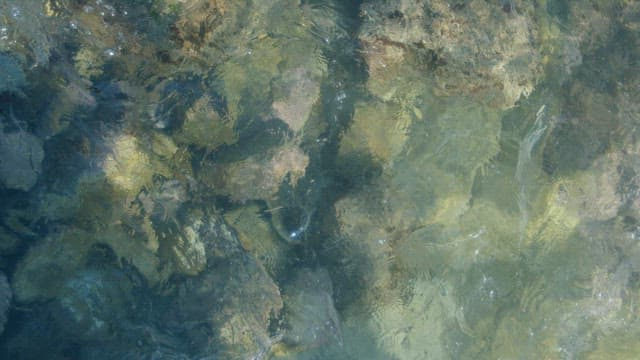 Clear Ocean with Underwater Seaweeds and Rocks