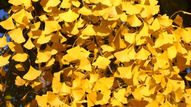 Bright yellow ginkgo leaves on a tree in autumn