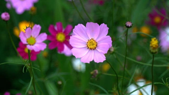 Bright pink cosmos flower in a green garden