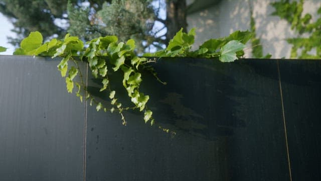 Ivy Overgrowth on Urban Metal Fence