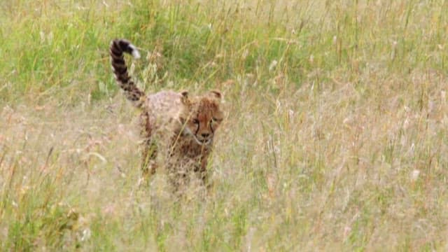 Cheetah Cub Navigating Through Tall Grass