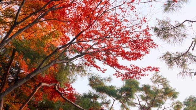 Vibrant autumn leaves on tree branches