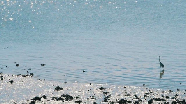 Heron Standing in Calm Shimmering Waters