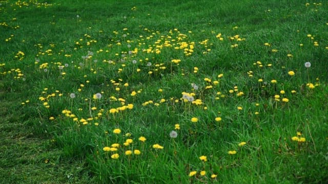A field of green grass with yellow dandelions