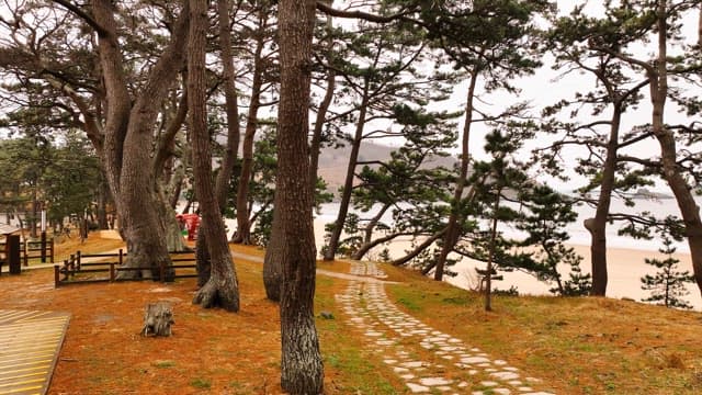 Serene forest path by the beach
