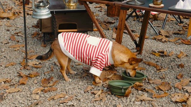 Dog in Striped Outfit Enjoying Meal