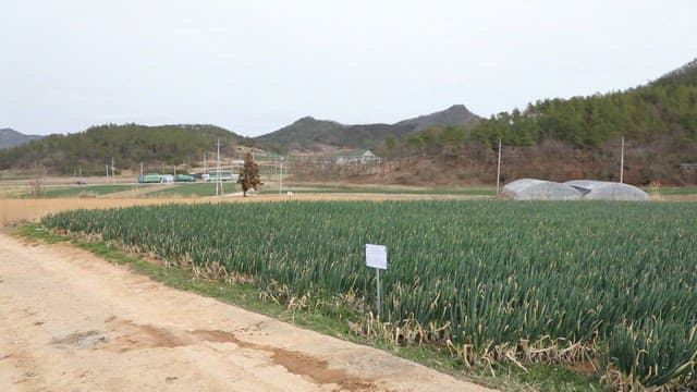 Vast green onion field with distant hills