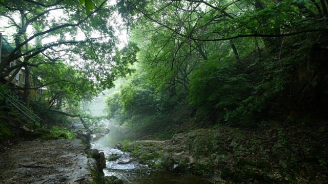 Misty morning along a tranquil forest creek