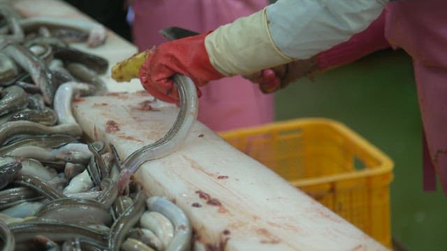 Person preparing conger eel in a processing facility