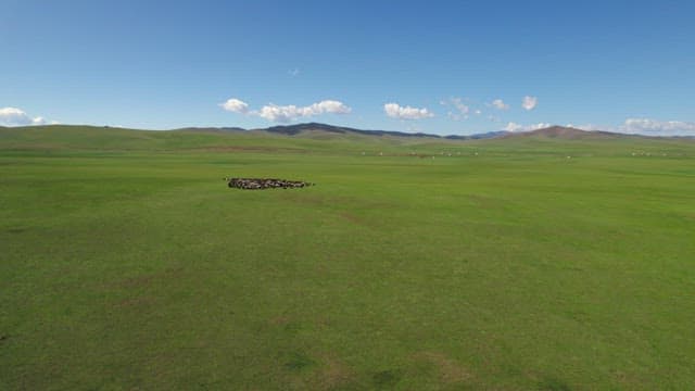 Flock of Sheep Grazing on a Vast Green Field