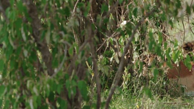 Cheetah Eating Prey Among the Bushes