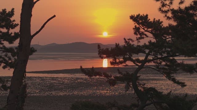 Sunset over a tranquil beach with trees
