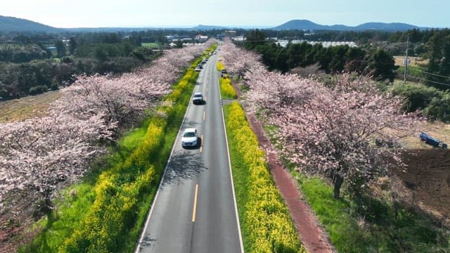Scenic road lined with cherry blossoms